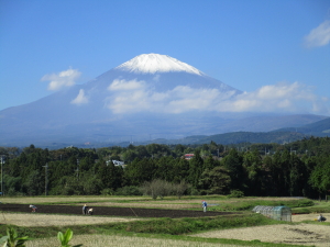 富士山初冠雪と菜撒き