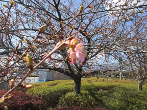 sakura